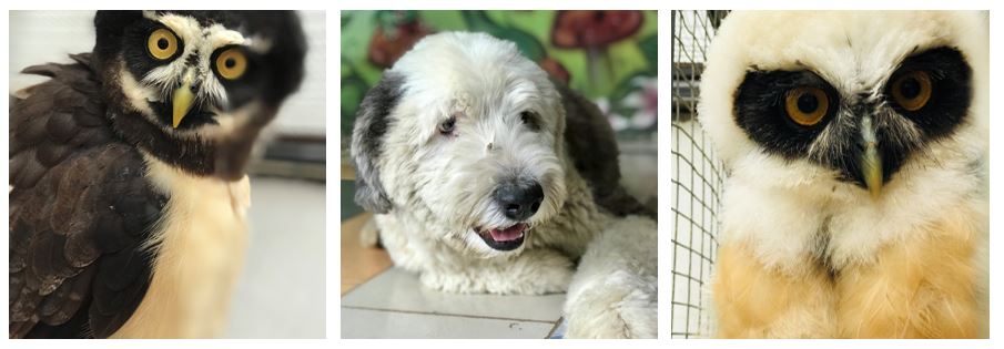 Rescued owls and a dog in the wildlife sanctuary in Ecuador