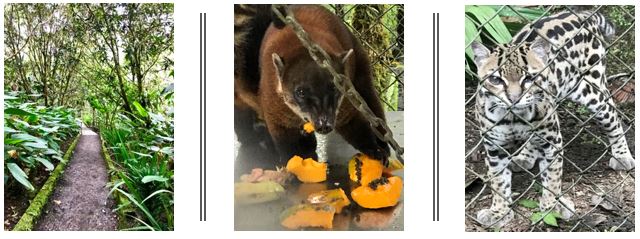 Meet the animals at the Ecuador wildlife sanctuary
