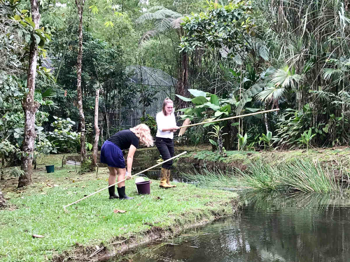 Volunteers help with fishing for enrichments at the Ecuador wildlife sanctuary