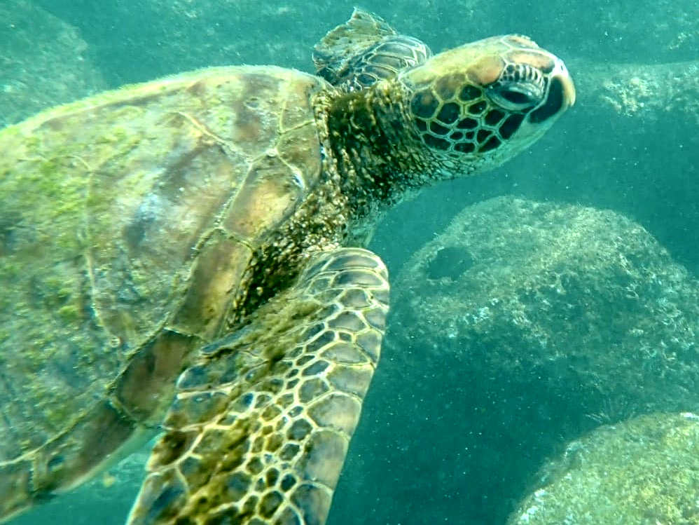 A turtle in the sea, seen while snorkelling whilst travelling the Galapagos