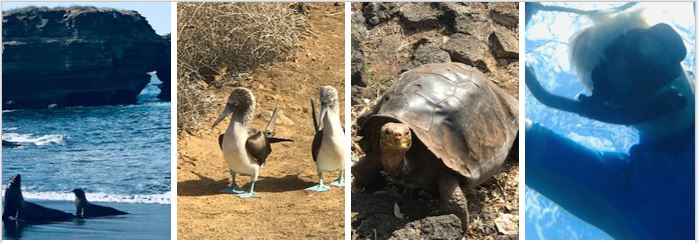 Boobies, tortoises, sea lions and snorkelling