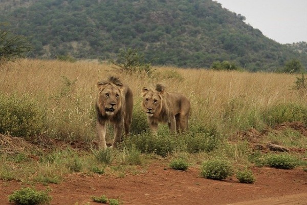 Big 5 Lions Safari