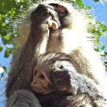 South African Monkey