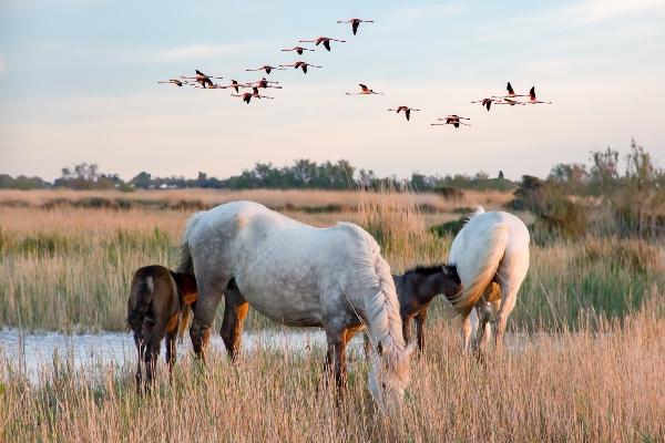 Camargue Horses