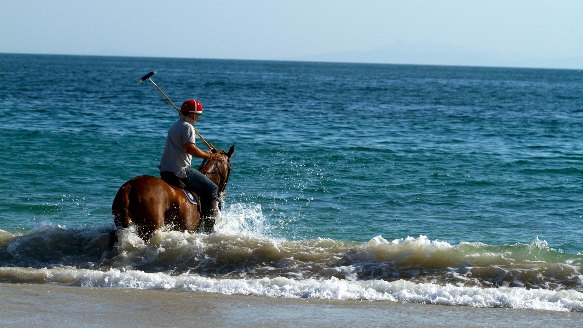 Paid Equine & Horse Care Training Course In Australia Oyster Worldwide