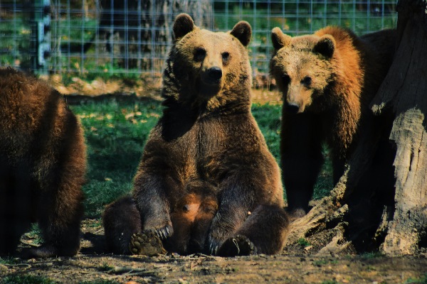 Bear Sanctuary
