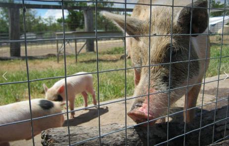 Mother pig with baby piglets