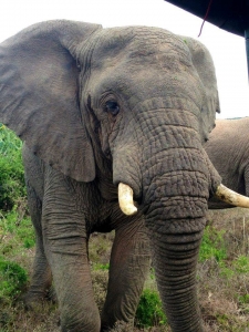 South Africa elephants