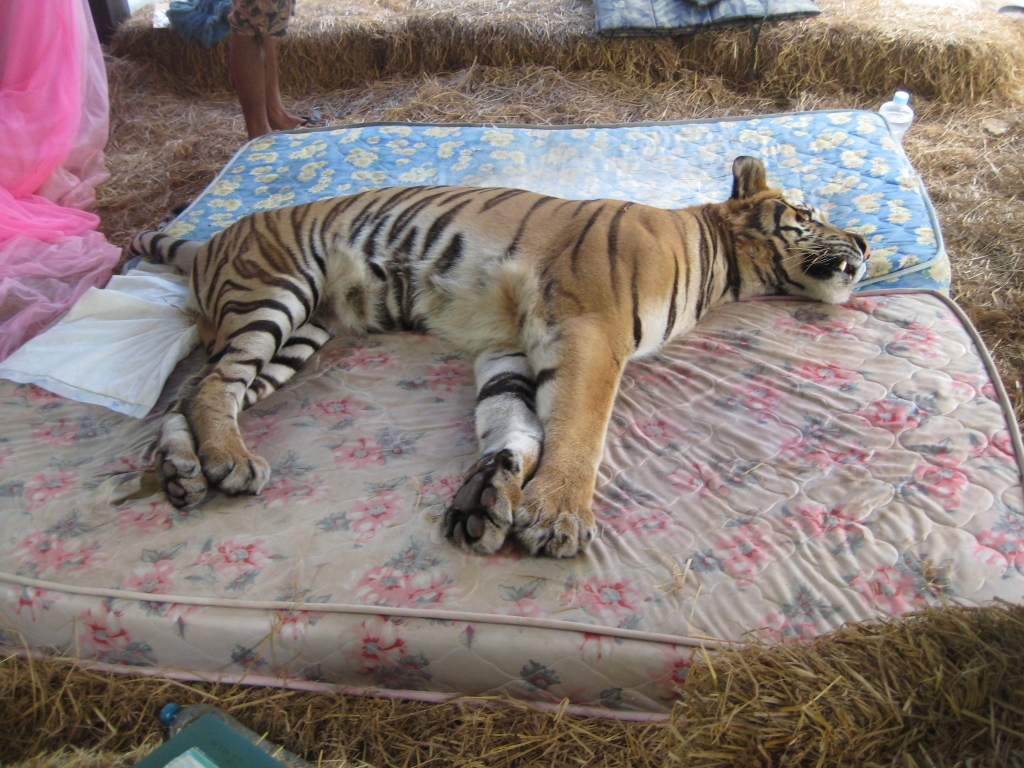 Tigers in Thailand