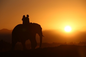 Elephant tourism