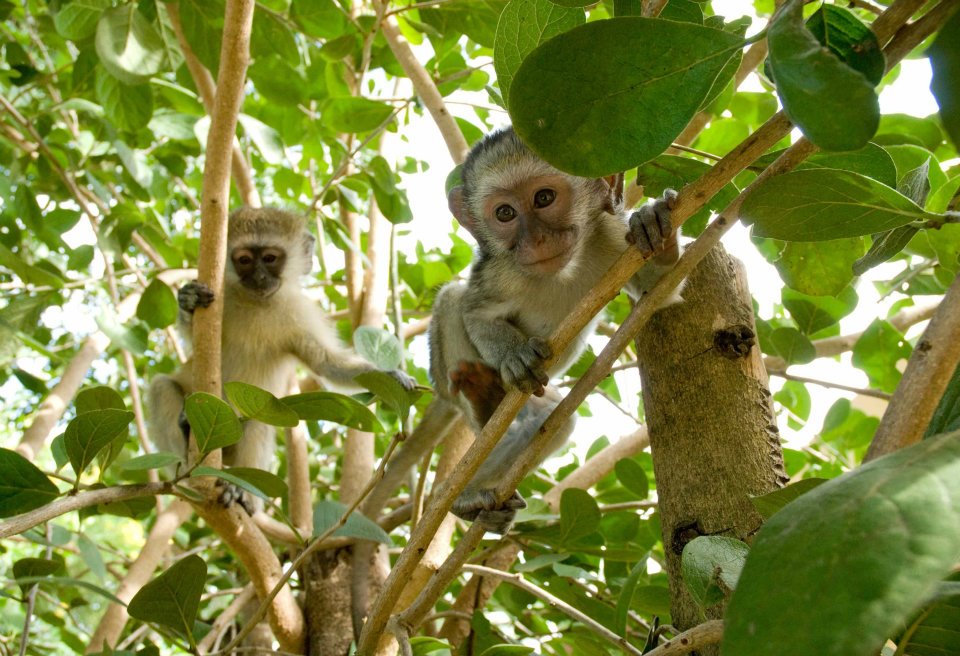 South African Monkeys 