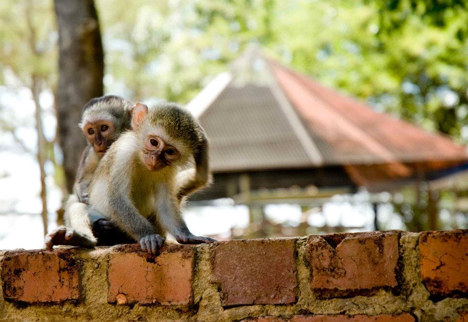 South Africa monkeys