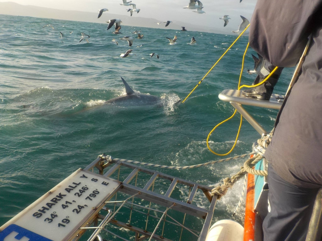 A day on the shark boat