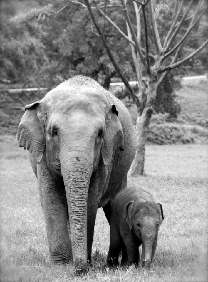 Protect elephants and they will conserve our trees Oyster Worldwide