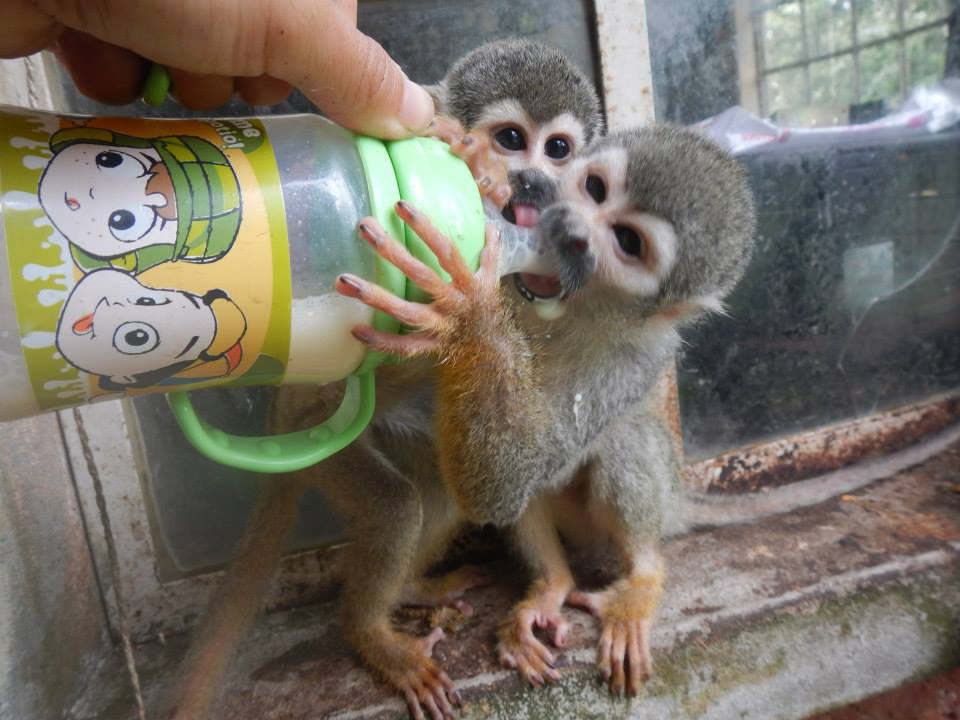 Feeding baby monkeys in Ecuador 