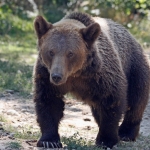 Bear sanctuary volunteering