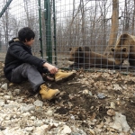 Bear volunteering