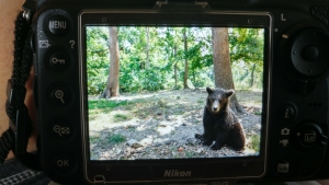 Bear watching