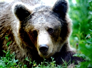 Beautiful bear