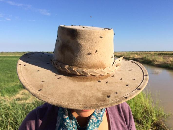 Akubra hat covered in flies