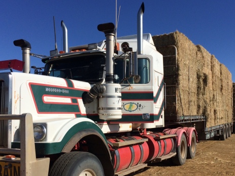 Panoramic view of a truck loaded with hay about to drive off 