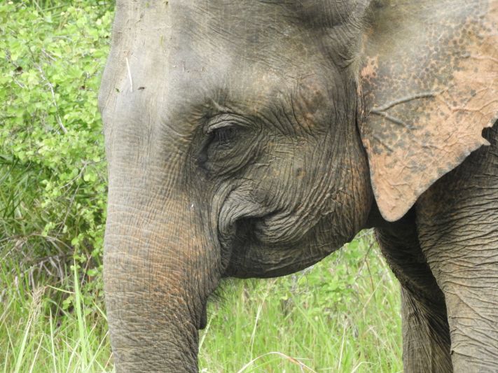 An elephant minds his own business