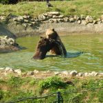 Two bears fighting in water in Brasov Romania