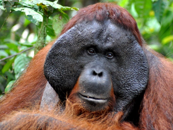 An old orangutan in Borneo