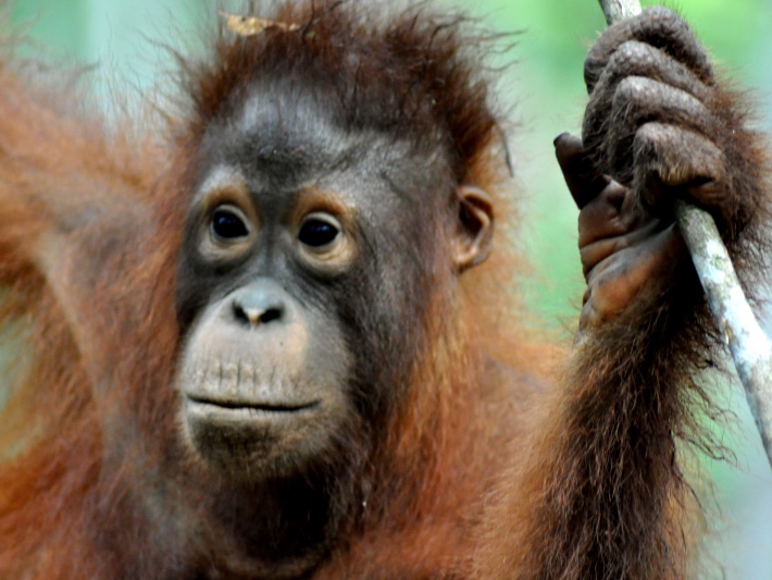 A young orangutan in Borneo