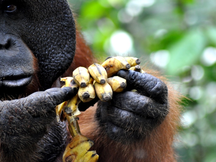 An orangutan fingers his food