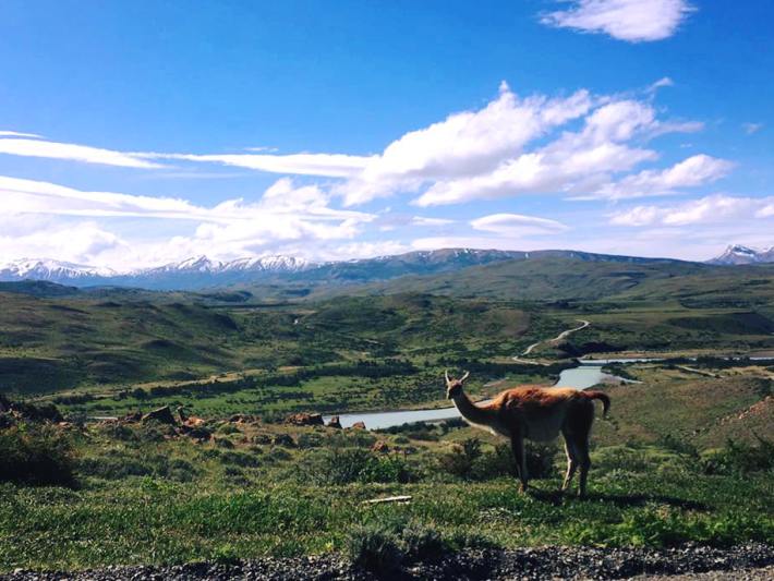 Volunteering in Chile