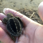 A volunteer holds a baby turtle that is just about to be released back to the sea
