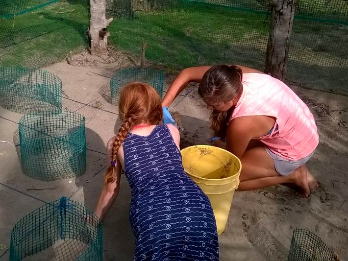 Volunteers check the turtle hatchery for baby turtles