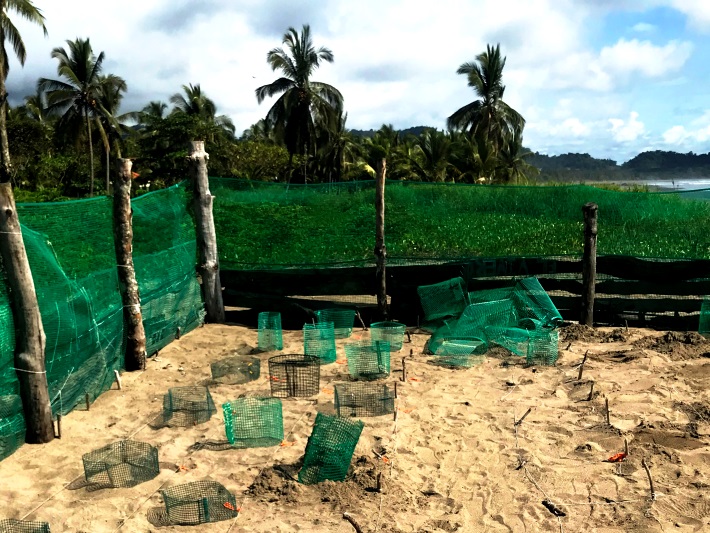 The beachside turtle hatchery in Costa Rica