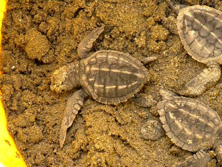 Baby turtles ready for release