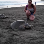 A volunteer poses with a nesting turtle in Costa Rica