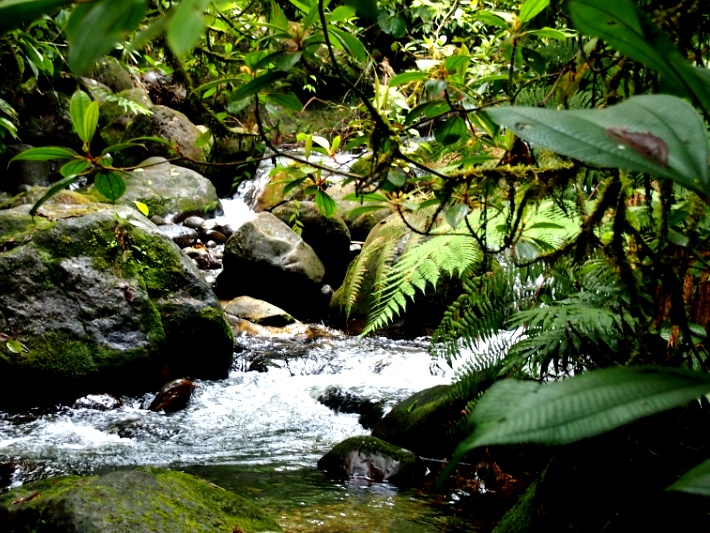 Jungle volunteering in the stunning Amazonian rainforest