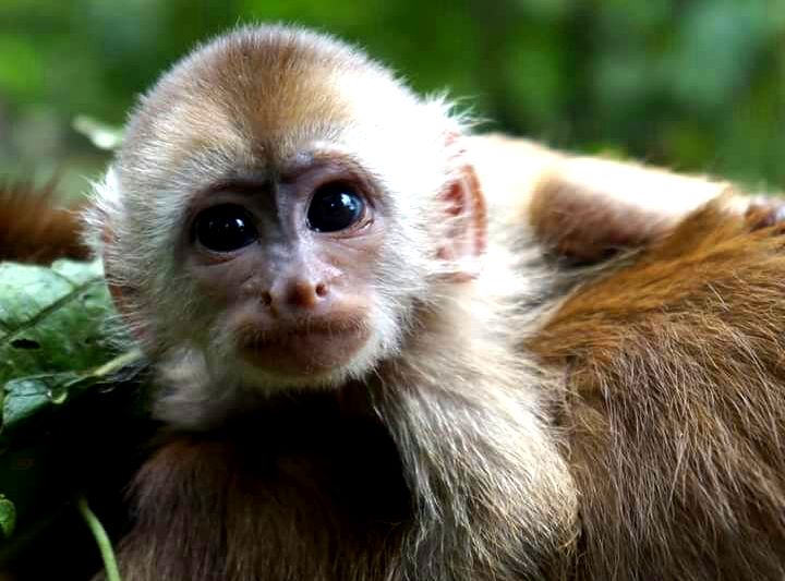 Meet the monkeys in Ecuador