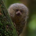 An animal at the wildlife sanctuary in Ecuador