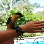 A bird sits on a volunteer's arm at the wildlife sanctuary in Ecuador