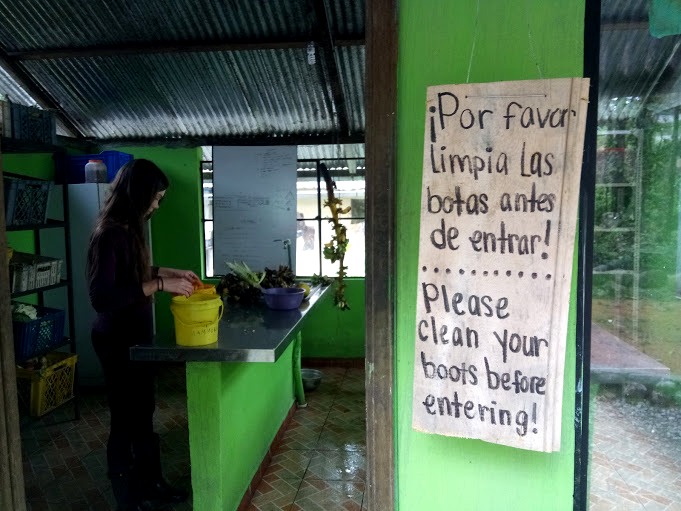 Volunteering in the rainforest at a large wildlife sanctuary invovles a lot of food preparation