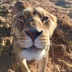 Close up photo of a female lion