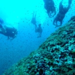 Marine researchers and volunteers help to collect data in Thailand