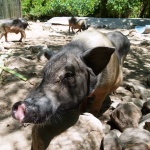 Warthog at the wildlife sanctuary in Thailand