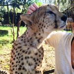 Cheetah being stroked by volunteer in South Africa