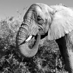 Black and white elephant at a reserve in South Africa