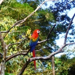 Ecuador wildlife volunteering colourful parrot