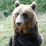 Romanian bear in Brasov