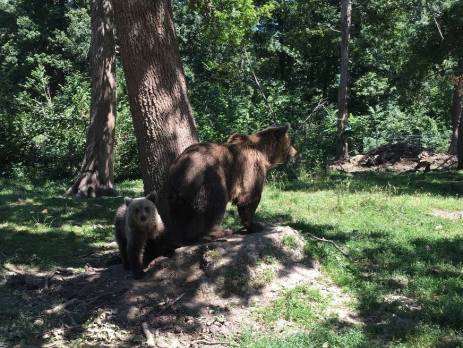 Romania bears at the sanctuary in Brasov