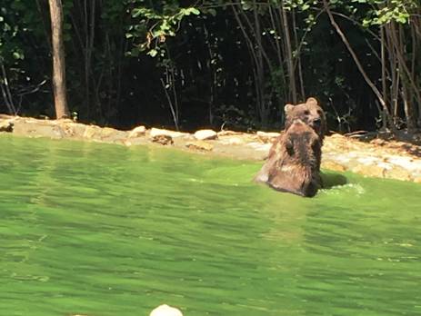 Bears playing in a pool in Brasov